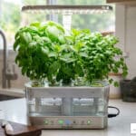 kitchen herb garden hydroponic