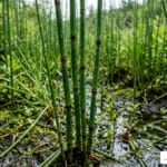 horsetail reed care